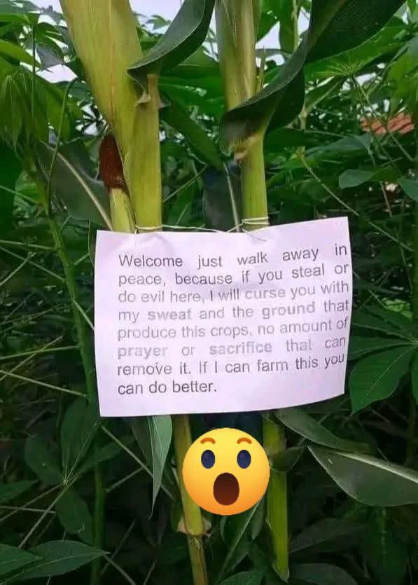 Quinigel's tweet image. Wahala for thief way no sabi read.