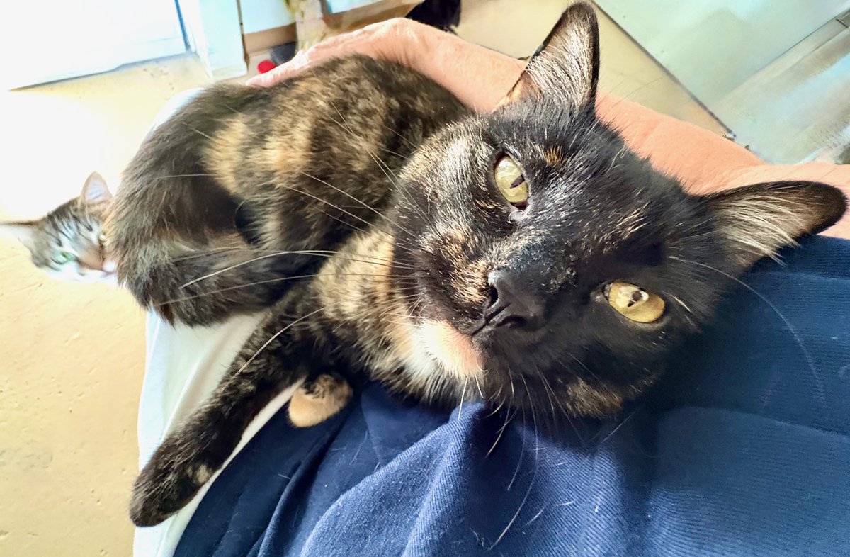 RappCatsAdopt's tweet image. 馃挒Luna & Eclipse are bonded sibs & they're ready for a home! They are super duper sweethearts - gentle, true lap cats! - as long as they don't have to compete with other cats. Then then transform into 2 little bullies! 馃檧"Just us" seems to be their motto. Pls RT they a 馃彙!