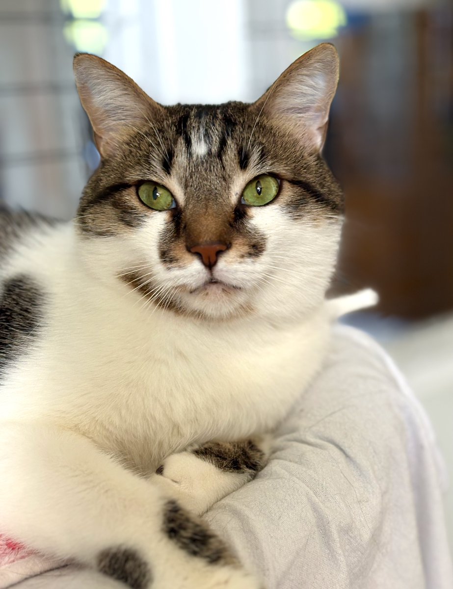 RappCatsAdopt's tweet image. 馃挒Luna & Eclipse are bonded sibs & they're ready for a home! They are super duper sweethearts - gentle, true lap cats! - as long as they don't have to compete with other cats. Then then transform into 2 little bullies! 馃檧"Just us" seems to be their motto. Pls RT they a 馃彙!