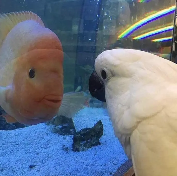 CockatooDaily's tweet image. One of the best photos of all time... who took it?