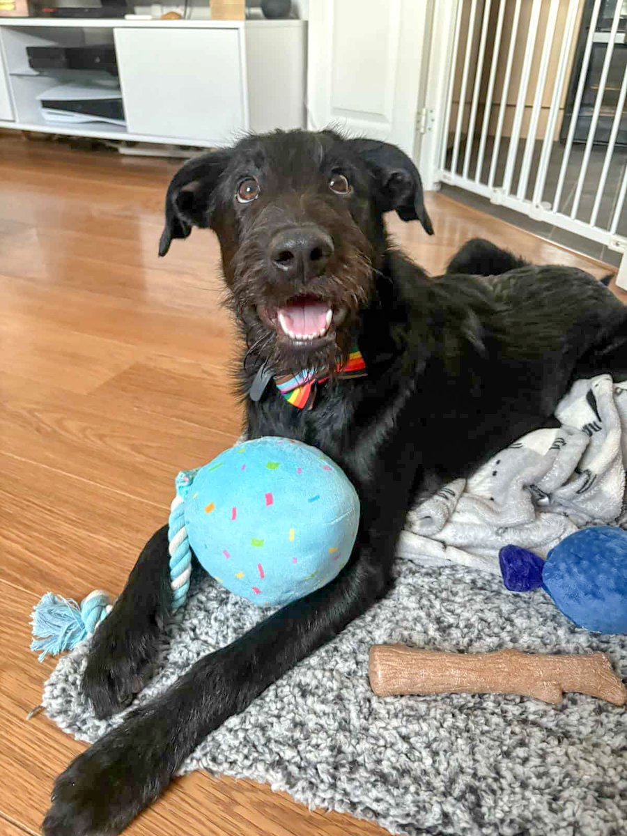 DOLLY is in foster in #Gloucestershire and available to foster/adopt
DOLLY is 8 months old and medium in size. She needs a home where there is another dog, and a garden for her to play in She can live with dog-savvy children
amiciidogrescue.org.uk/adopt-a-dog
#Gloucester #Cheltenham #Stroud