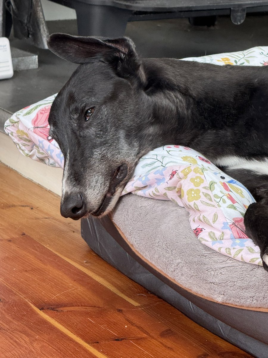 paddythegreyt's tweet image. 💤 Post-op Paddy reporting in…..
Thank you for your love and cuddles.
Home from the vet. They stole one of my teeth when they cleaned the others and now I’m groggy and refusing dinner (to make a statement). Vet says I’ll be back to snacking and zooming soon, but for now I’m…