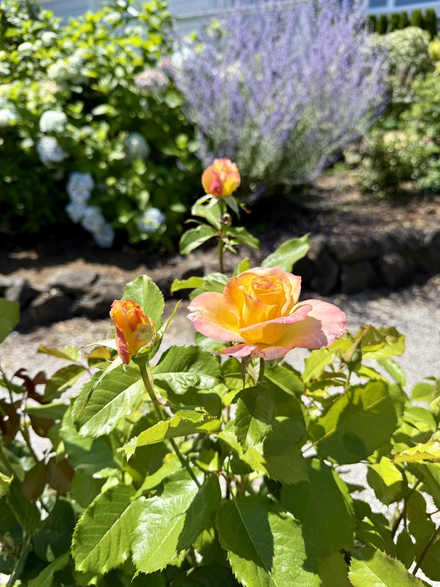 bluewaverider46's tweet image. More roses blooming! π₯°π₯°πππ
#BloomScrolling