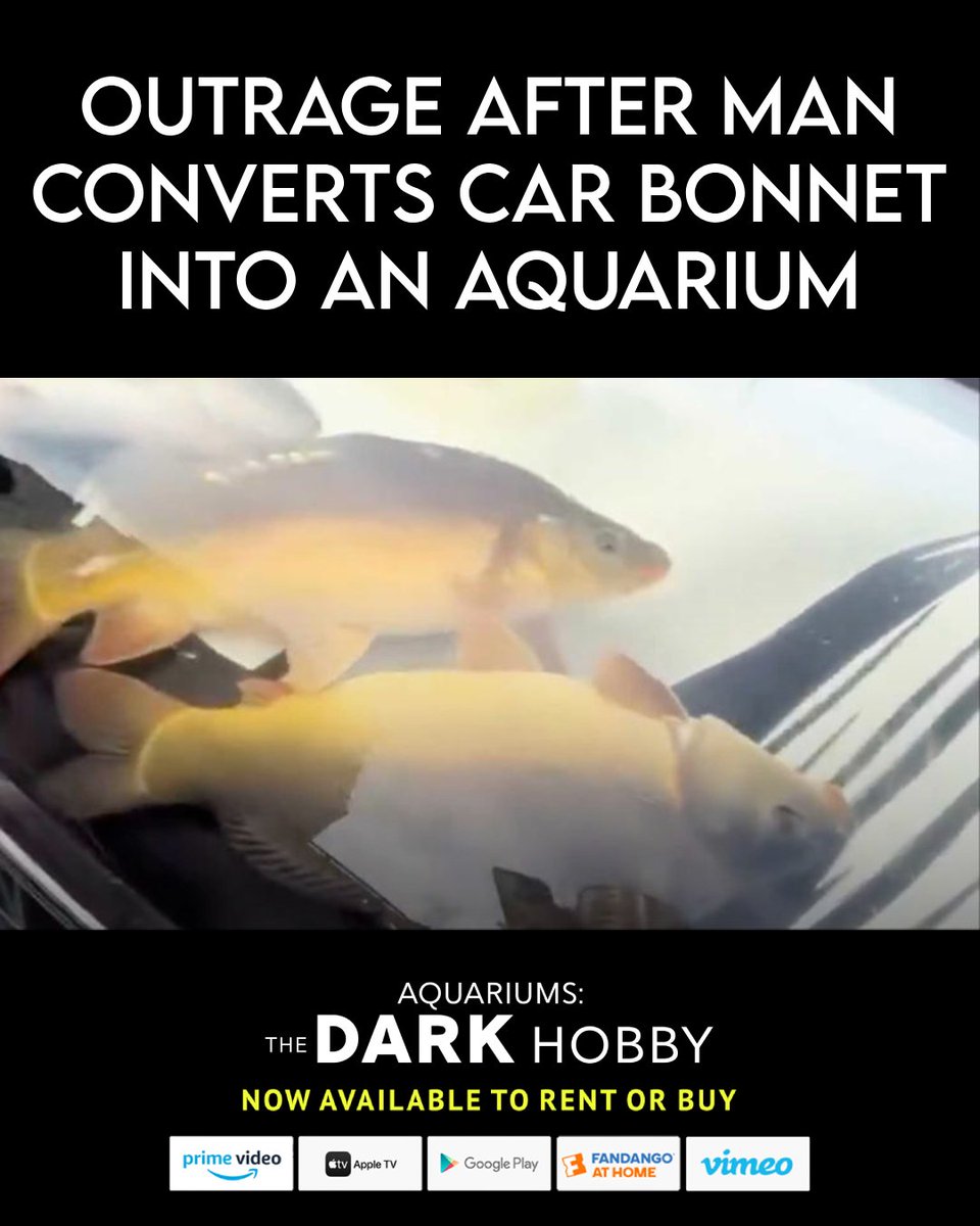 ParadiseFilmwks's tweet image. Driver in China criticised for turning car bonnet into ‘fish tank’

scmp.com/video/china/33…

#fishabuse #fishcruelty