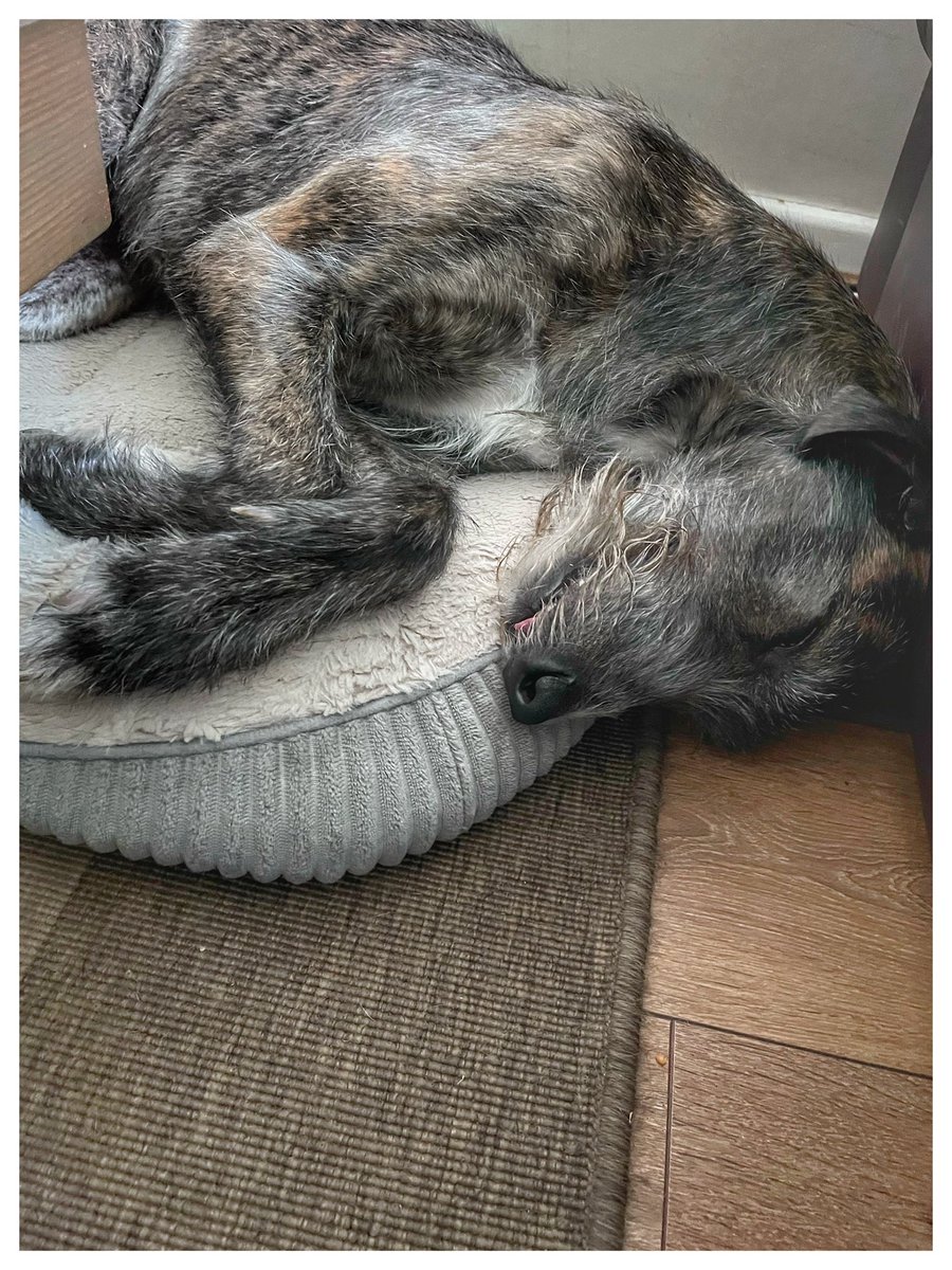 flyabout7's tweet image. Zorsted. 😴

Lord Ralphington’s had a busy day, which included a swim in the canal with his Spaniel pals. 

We’ve just returned home following a stroll around the field with his pal, Bingo the Basset Hound. 

She’s a lovely girl. 

Goodnight all. 

Until tomorrow. 

#LazyLurcher