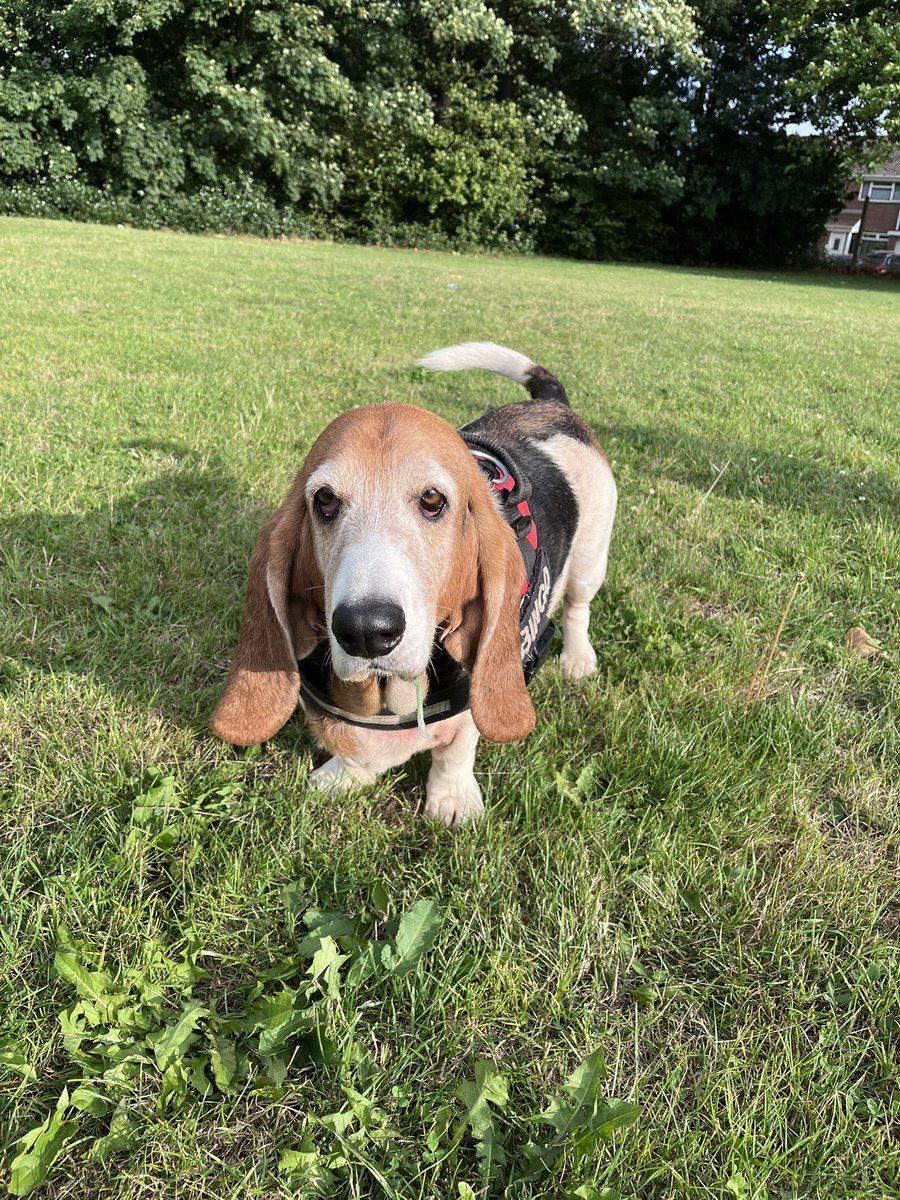 flyabout7's tweet image. Zorsted. 😴

Lord Ralphington’s had a busy day, which included a swim in the canal with his Spaniel pals. 

We’ve just returned home following a stroll around the field with his pal, Bingo the Basset Hound. 

She’s a lovely girl. 

Goodnight all. 

Until tomorrow. 

#LazyLurcher
