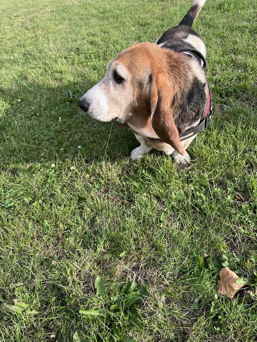 flyabout7's tweet image. Zorsted. 😴

Lord Ralphington’s had a busy day, which included a swim in the canal with his Spaniel pals. 

We’ve just returned home following a stroll around the field with his pal, Bingo the Basset Hound. 

She’s a lovely girl. 

Goodnight all. 

Until tomorrow. 

#LazyLurcher