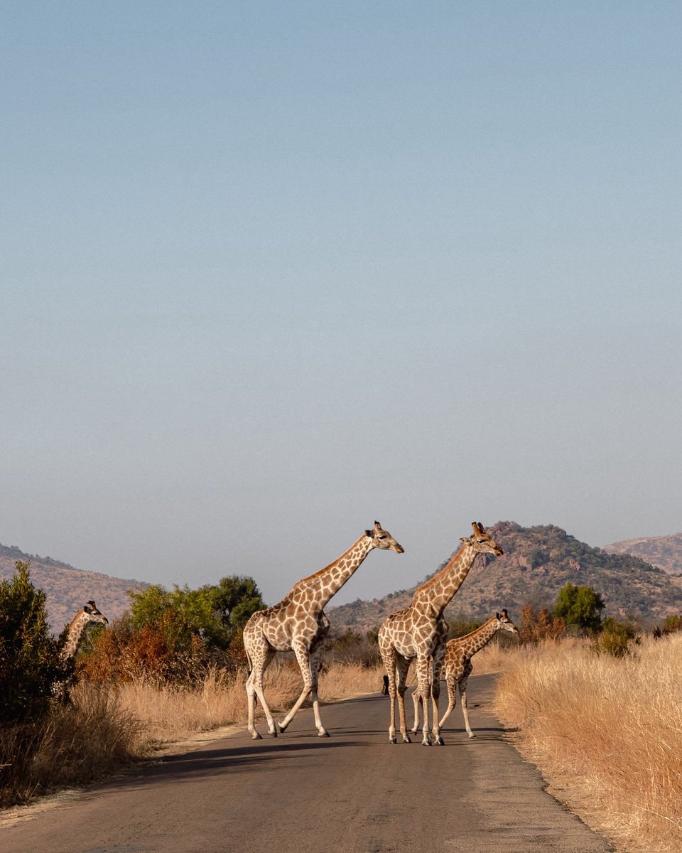 theBAL's tweet image. Welcome to South Africa! 🇿🇦
NBA legend Ray Allen kicked off his visit with a family safari. Exploring the stunning landscapes, spotting wildlife, and enjoying quality time in nature. 🐘🦒🌿
#SouthAfricaAwaits