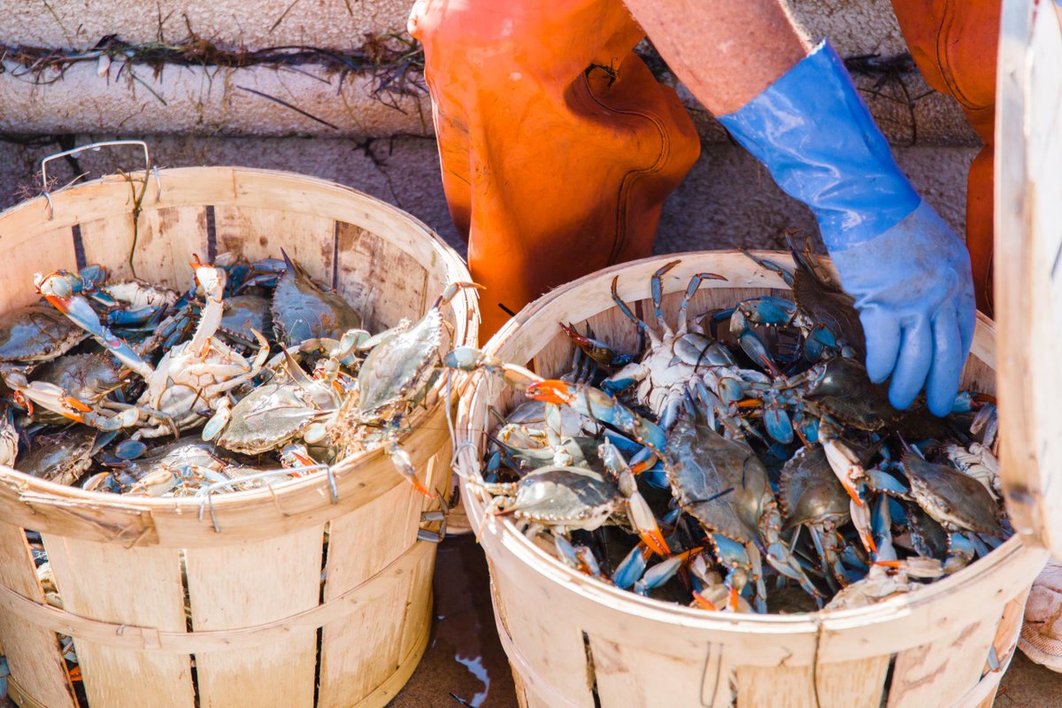Crab lovers rejoice! We'll have both live and steamed-and-seasoned crabs available this weekend. Get ready to get pickin'. Pre-order by noon on Friday for weekend pickup.