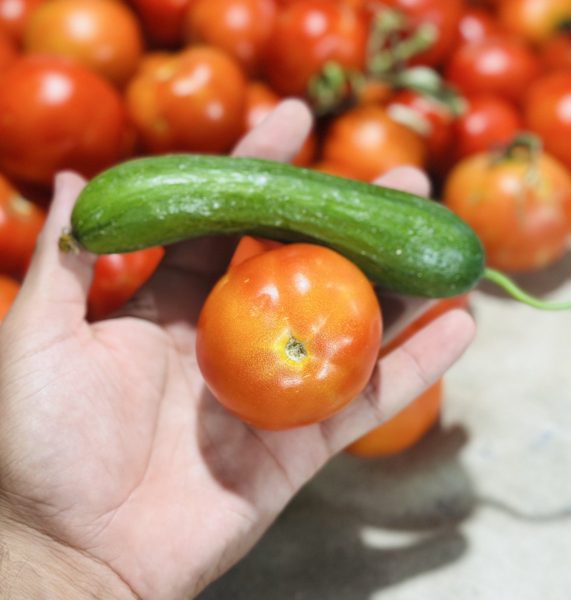 md_alabadla's tweet image. A single tomato and cucumber cost 17 shekels (around $4.50).
Life in Gaza is unbearably expensive right now — people are struggling to afford even the basics.
Our people need your support. Every bit of help matters. 🙏🇵🇸
bit.ly/Help-Mohamed
#Gaza #Palestine #SupportGaza