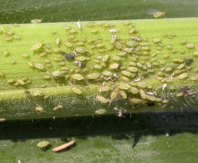Read more about late-season aphids in corn at bit.ly/40RJPdB.