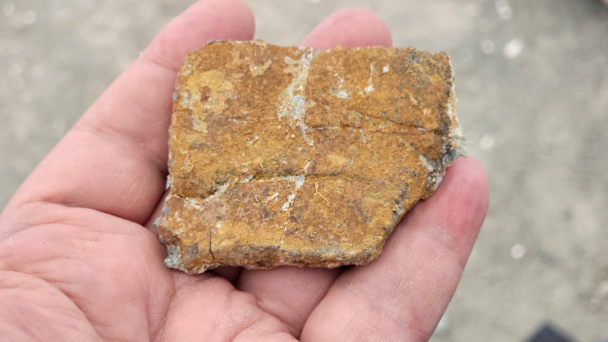 Paleojim's tweet image. Nice croc scute and the biggest turtle costal in Lower Cretaceous of Utah...Who are you?? Interesting.... Isotope geochem opportunity ; you are what you drink. Lots of dinosaurs too.... @utahgeological @BLMUtah @Paleontologizin @CanSVP @stableisotopes