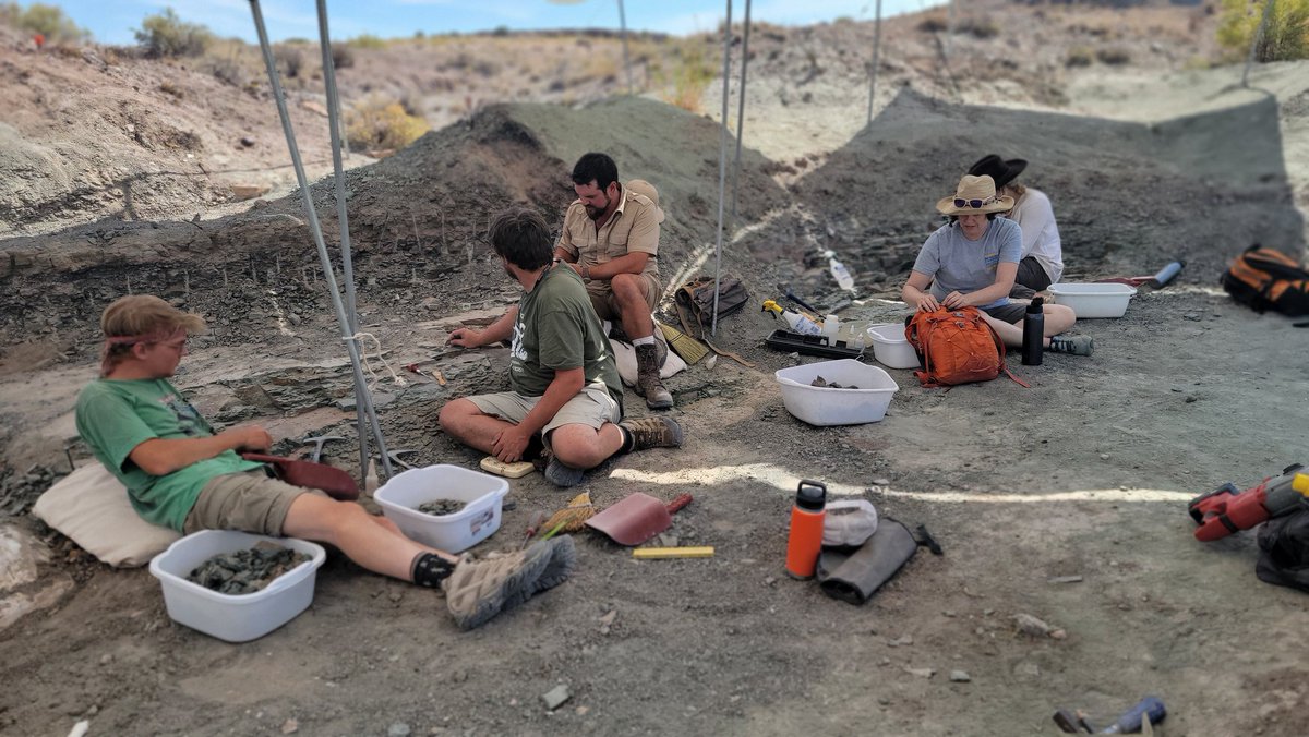 Paleojim's tweet image. Nice croc scute and the biggest turtle costal in Lower Cretaceous of Utah...Who are you?? Interesting.... Isotope geochem opportunity ; you are what you drink. Lots of dinosaurs too.... @utahgeological @BLMUtah @Paleontologizin @CanSVP @stableisotopes
