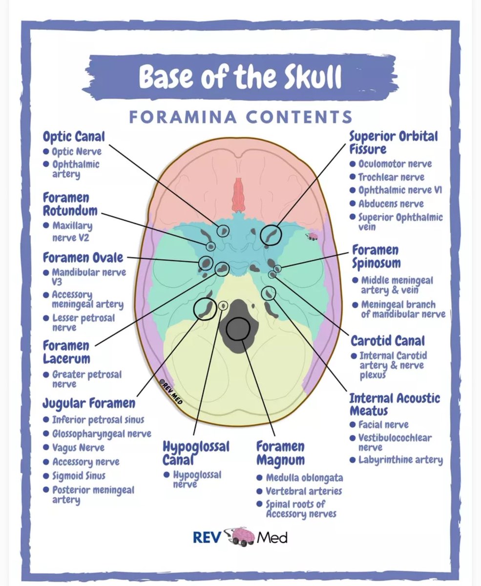 OGdukeneurosurg's tweet photo. Base of skull rev med https://t.co/S9vmDJJWGw