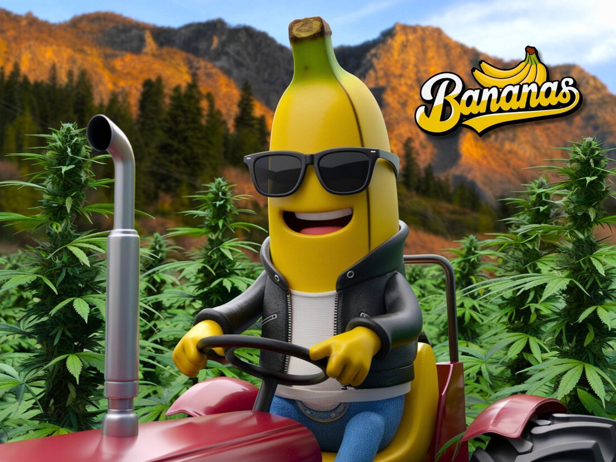 Bendita sea la tierra que nos da flores de esta calidad en bananas! 🫡🌿🔥
Ánimo clika que queremos ver qué revienten de likes este post y RT para que ya les lancemos el sorteo de esta semana solo para ustedes! 📦🏆🥦
#420community #mexico #bananas
#420sorteo #giveaway #cannabis