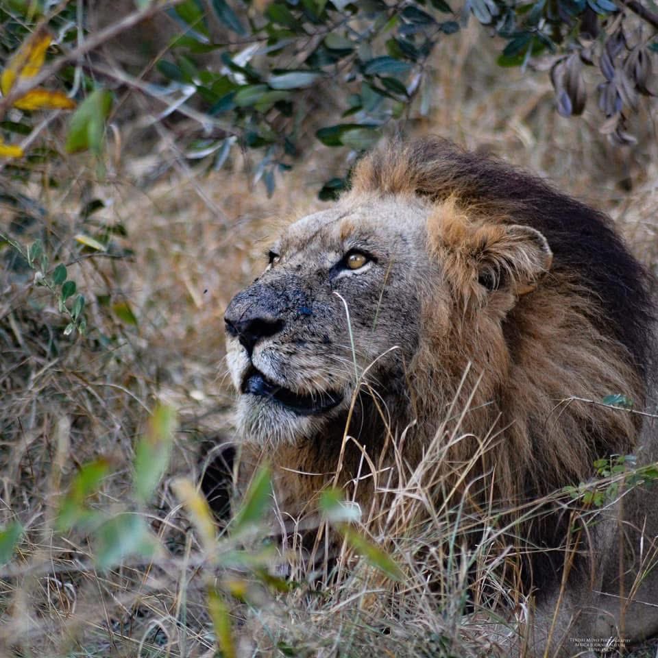 SMNK1972's tweet image. Lovely portrait of the legendary Mohawk, Northern Avoca. Credit to Tendai Moyo