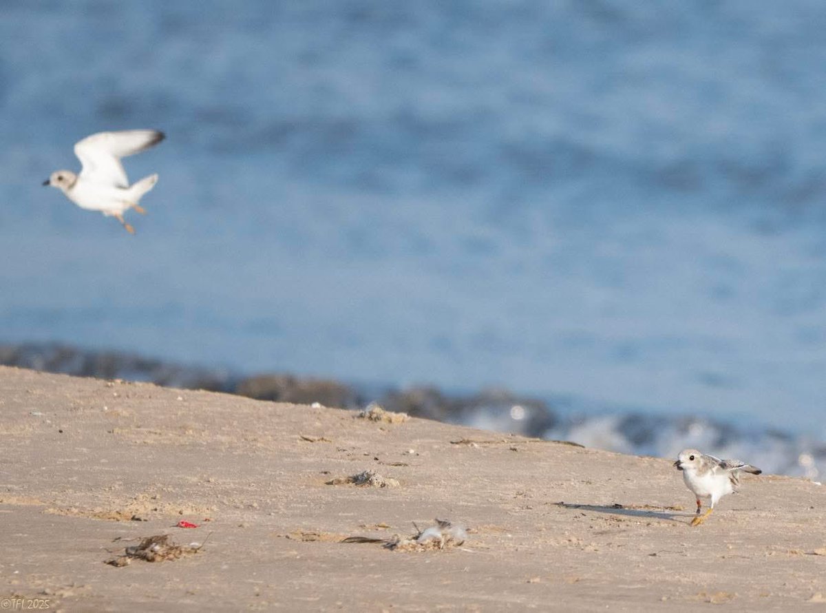 ChicagoPiping's tweet image. Notes from the Field
This AM, Imani stood by the shore and started piping. El and Bean came out of the vegetation and scurried towards him. Imani took off, landing on the pier. El and Bean followed Imani in flight, crossing the pier, then returning to the beach. Strong flights!