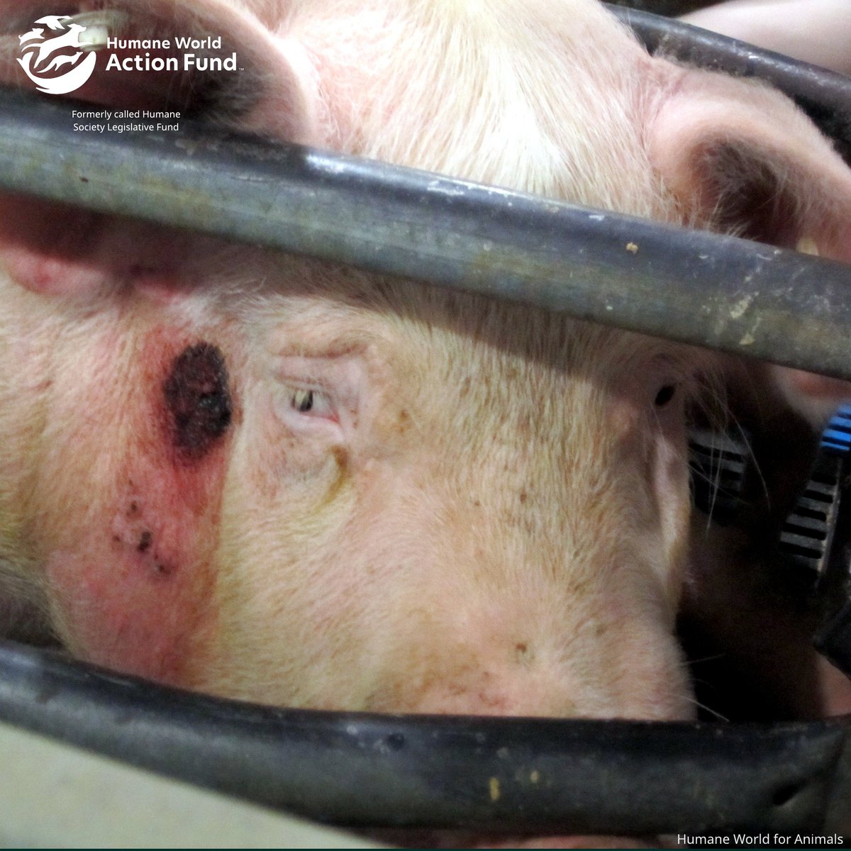 Today’s #Prop12 hearing was like the film Groundhog Day, the same tired arguments popping up again. Congress already grappled with this issue through multiple Farm Bills by rejecting efforts like the King Amendment and the EATS Act. The courts and Congress have spoken.

It’s