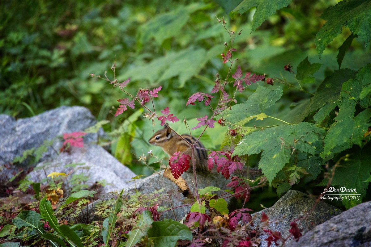 Chipmunk hiding in plain sight along #TennantTrailheadPark Trail #NorthBendWA.