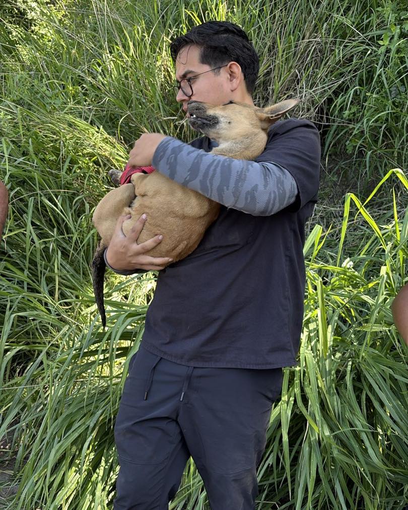 Atendimos el reporte
Este lomito se encontraba con un bote en la cabeza que le impedía comer y tomar agua. Es por eso que el equipo de Bienestar Animal realizó la búsqueda y captura con éxito del canino, que será trasladado a las instalaciones del CEMA para valoración médica.