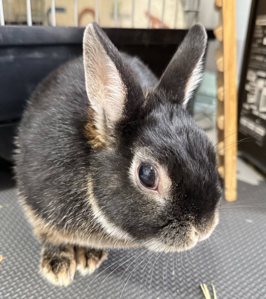 Rose_and_rum's tweet image. おはようございます☺️

モフ曜日🐰

今日も1日頑張っていきましょう😁