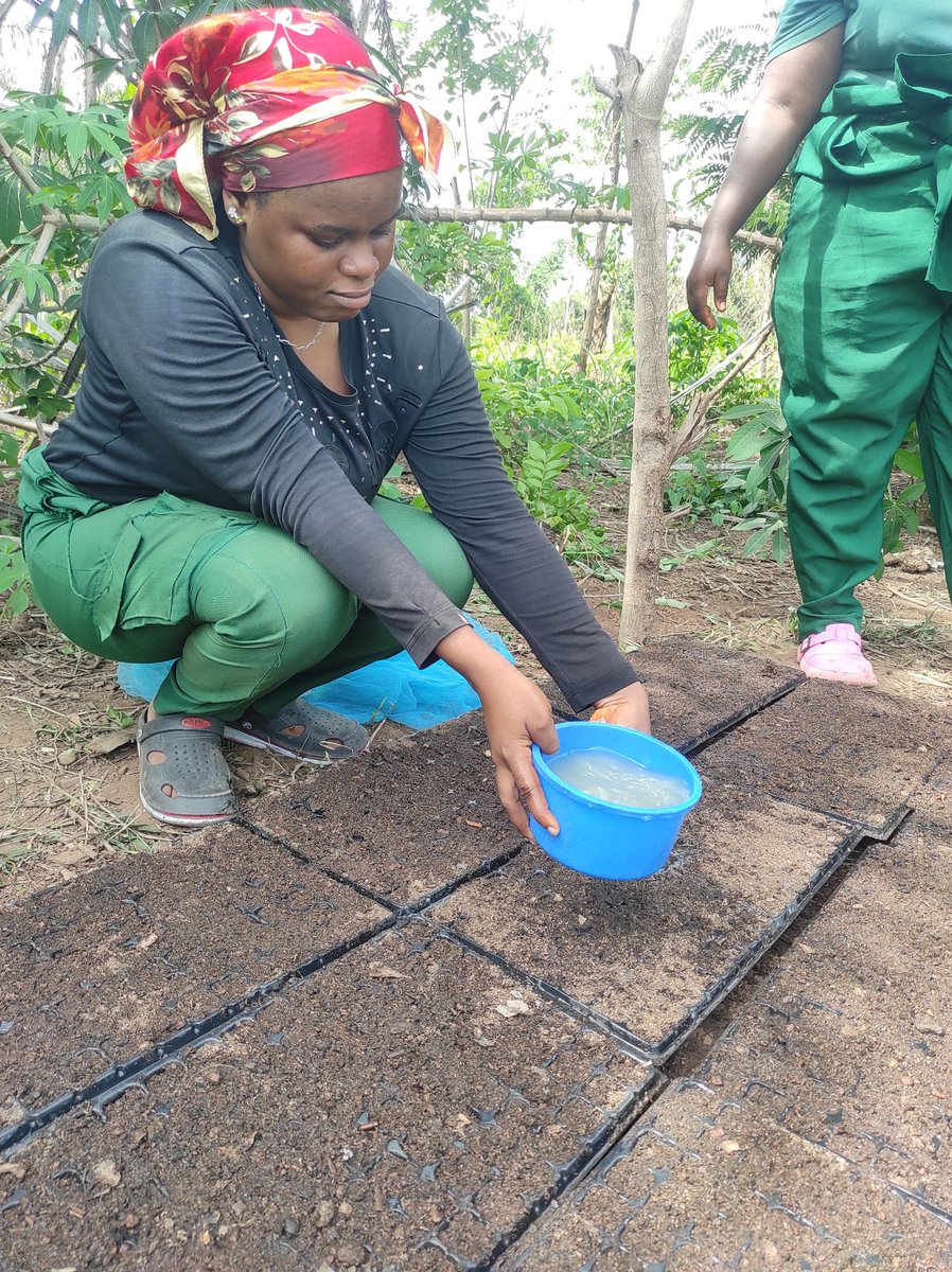 If you think agriculture is for the poor, I challenge you to cultivate just one plot of tomato 🍅 

I want to see something