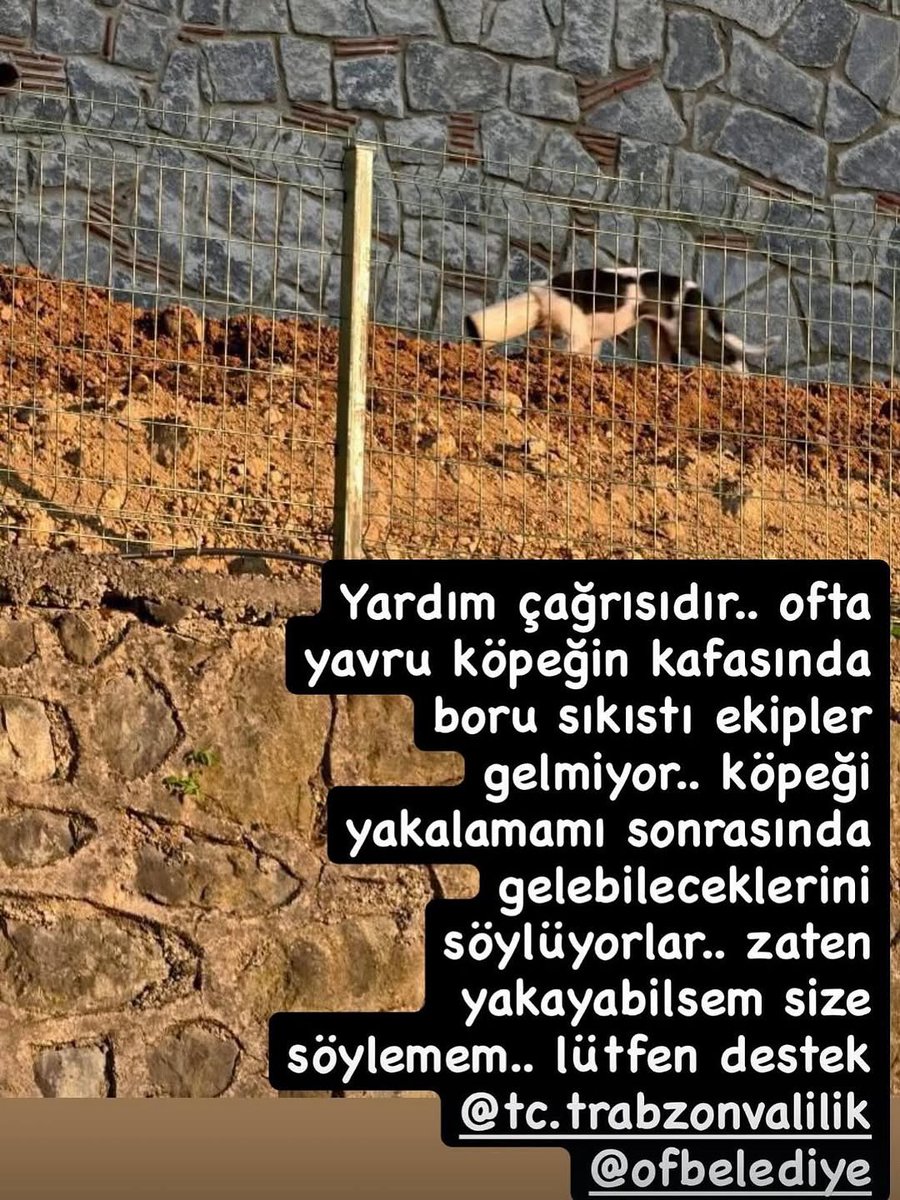 yardım çağrısı Kimse ilgilenmemiş Köpeğin kafasına bidon geçmiş. Trabzon

İnstagram  @trabzon_hayvan_koruma 

#SokakHayvanlarıSahipsizDeğil