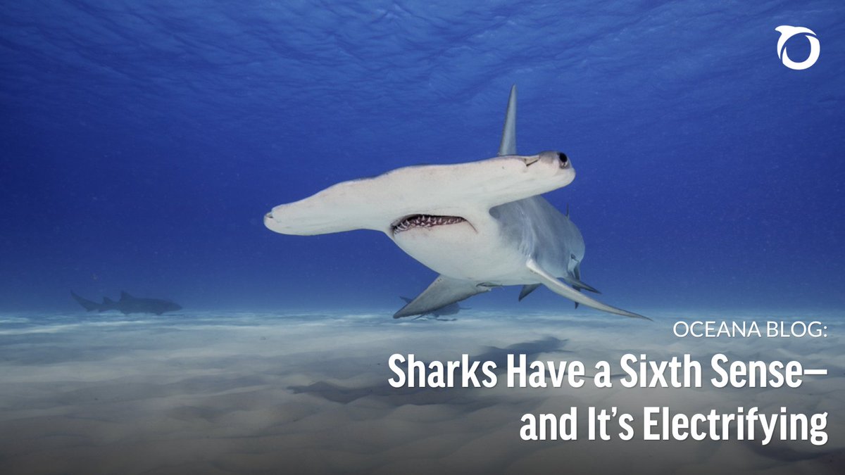 oceana's tweet image. 🦈 Sharks don’t just rule the ocean with speed and strength—they also come equipped with an incredible hidden ability: an electrifying sixth sense.
Learn more about this shark superpower: oceana.ly/4kGddug #SharkWeek