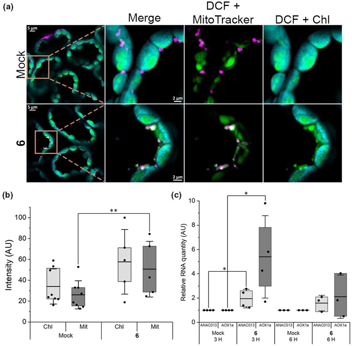 NewPhyt's tweet image. Triphenylphosphonium is an effective targeting moiety for plant mitochondria
Lazary et al.
📖 nph.onlinelibrary.wiley.com/doi/10.1111/np…