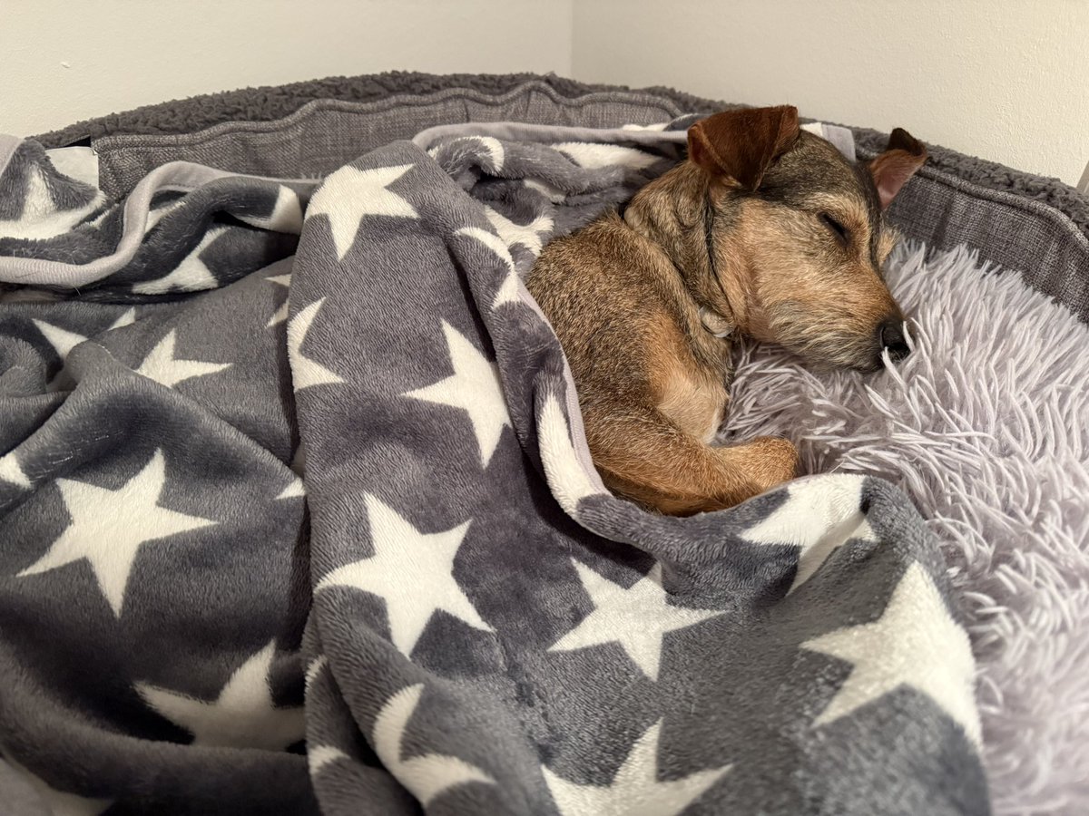 amonteBM's tweet image. Liebe Gute-Nacht-Grüße ins #twitterrudel und schlaft alle gut 🐾 ❤️