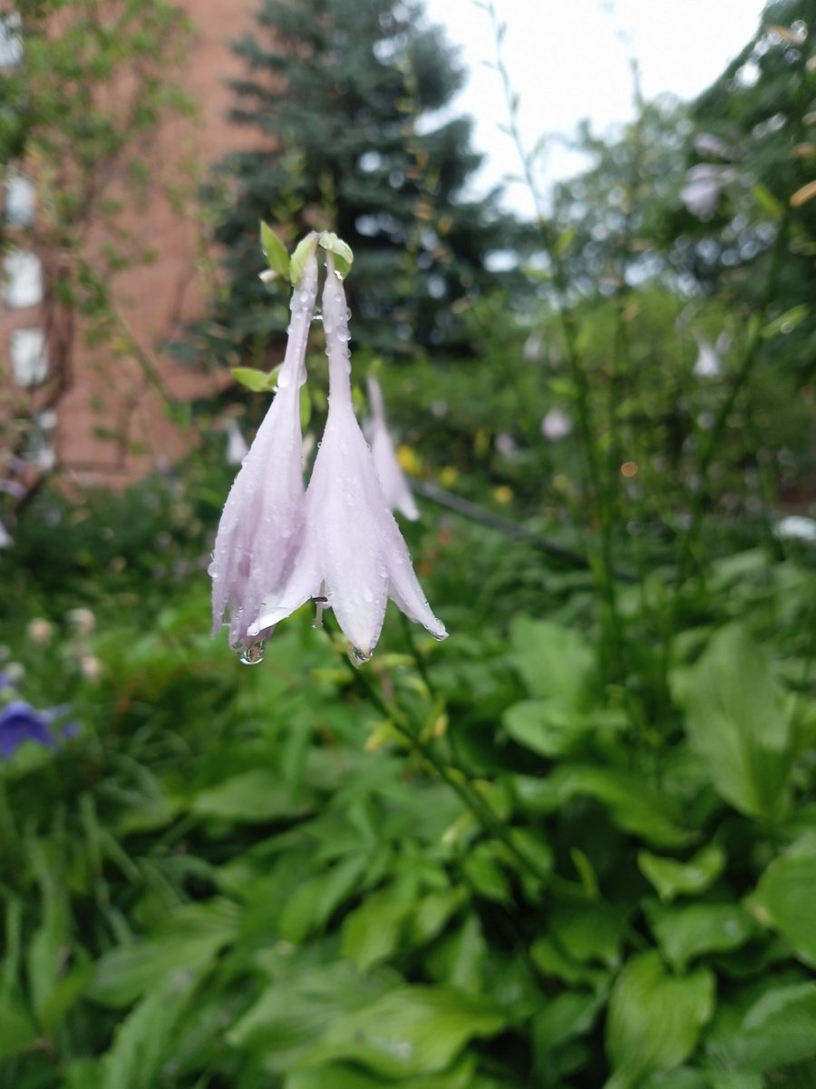 davidbrevik1's tweet image. I do enjoy a nice rainy shower and the after effects. Stop scrolling for a moment and just admire the small things in life.
#Nature #Flowers #Rain