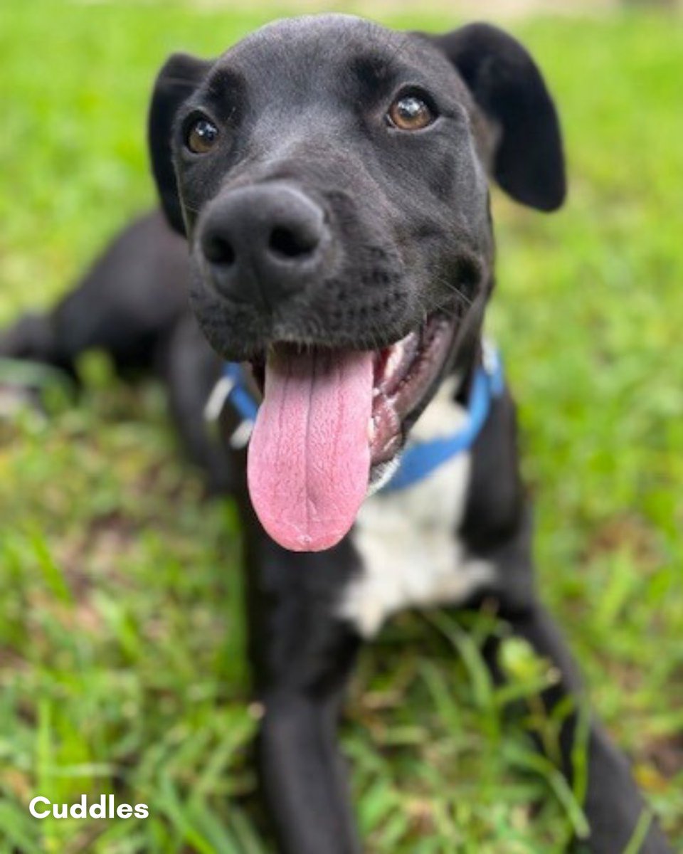 Adopt this #NationalAdoptionWeek to help us continue lifesaving work for Central Texas pets!

Since the floods, we’ve taken in over 600 pets–and many are still waiting for loving homes. One of them is Cuddles, who you can meet at @petsmart this weekend 💙