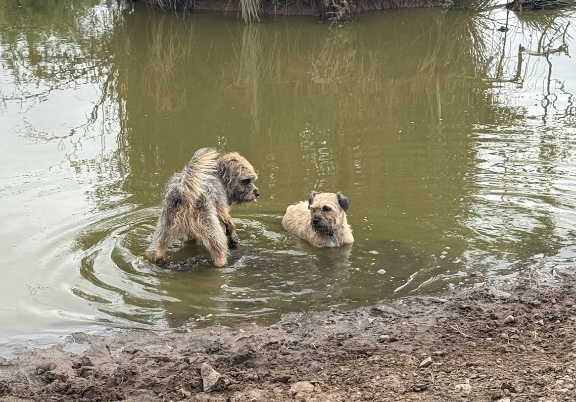 Christine Ramos Roberts πΊπ¦π¨π¦ (@diamondbertie) on Twitter photo β¦<a href="/lyndaward5/">Dame Aunty Lynda Ward. BTP CBE.</a>β© I just noticed Alfie is sticking his tongue out at Barra π€£ β¦<a href="/lyndaward5/">Dame Aunty Lynda Ward. BTP CBE.</a>β© I just noticed Alfie is sticking his tongue out at Barra π€£