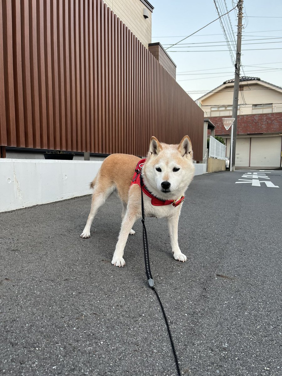 GearSrs's tweet image. おはようございます☀
#キナコ埼玉