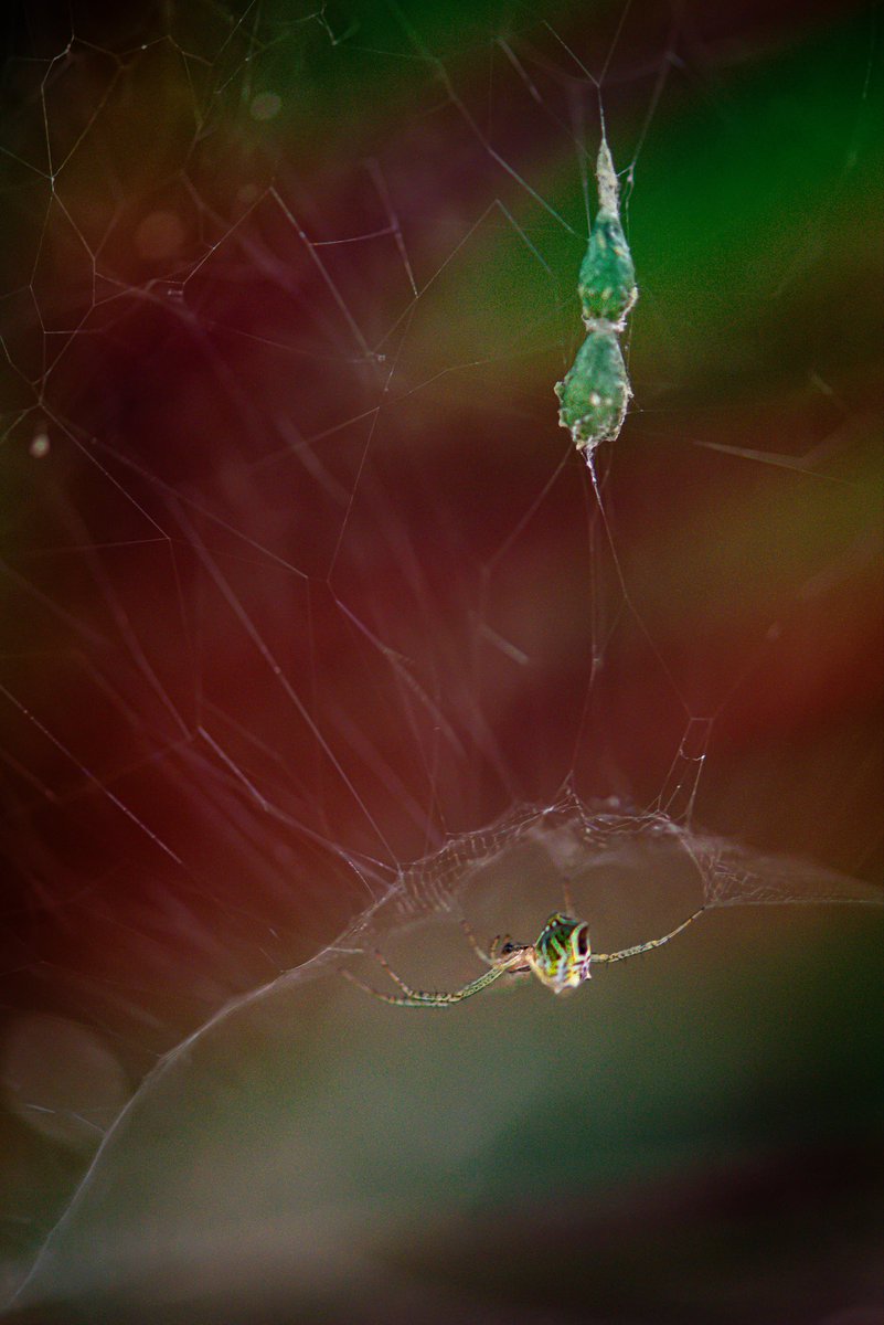 An orchard orbweaver guarding her egg case with her life—the spirit of the universal mother.