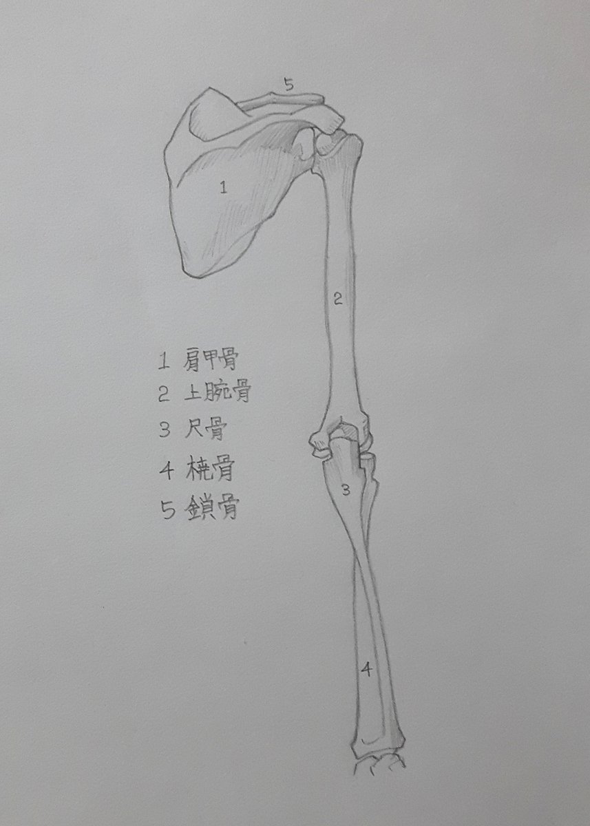 NATSUNOSOH's tweet image. 3年間で神絵師になります（327日目）

骨と筋肉の練習。