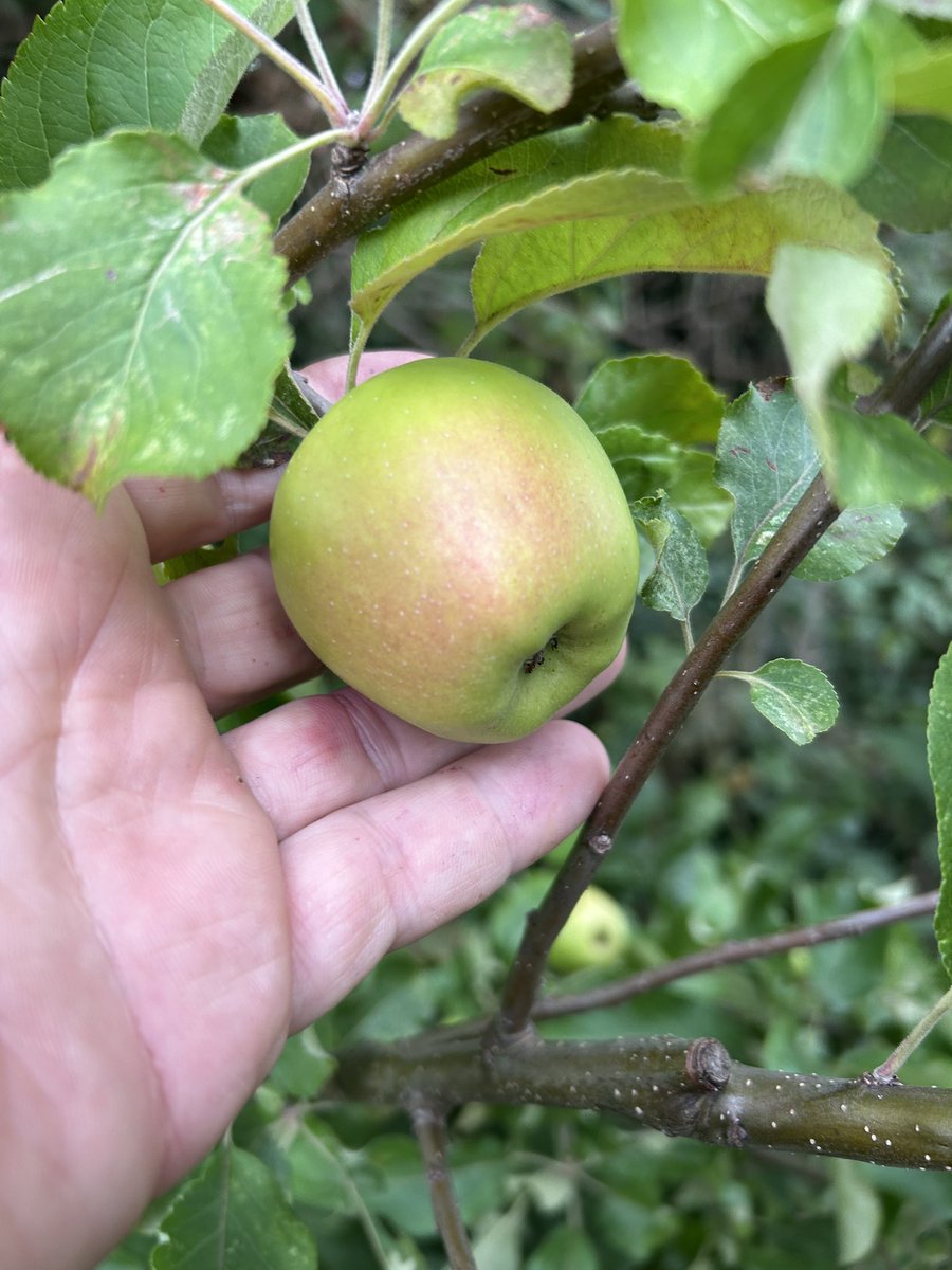stewartwaine's tweet image. Apple nik named “Gravediggers 👻 ghost” an apple I found in an old cemetery one winters day and collected a few scions , strangely on checking back on the tree it’s strangely disappeared, no tree, no stump , no ground disturbance , I keep checking back
