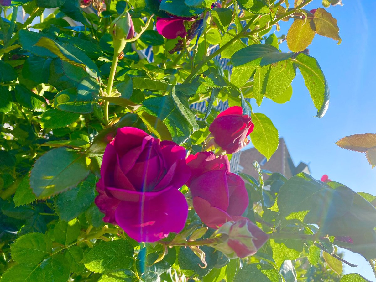 Good night 💝🍀🤩😍🥰🌹✌️😁