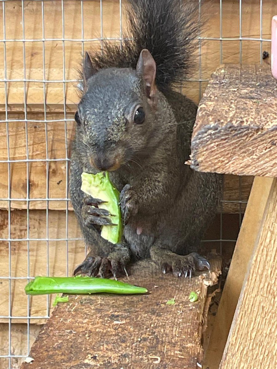 AllumPaul's tweet image. Rusty 🖤🐿️🐿️🐿️🐿️ hitchinsquirrelrescue.co.uk