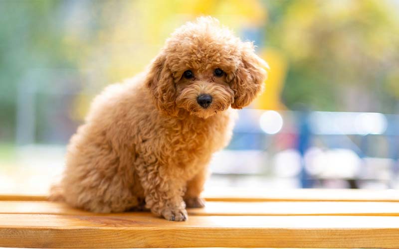 csq_vinny's tweet image. bahn mi s00n  🐶👶