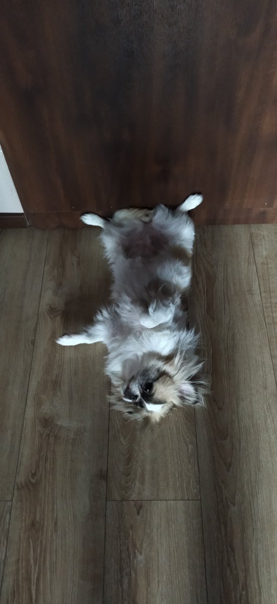 Śpijcie dobrze ✨ Diana 🐶 mnie dziś rozbawiła do łez tą pozą 🤭