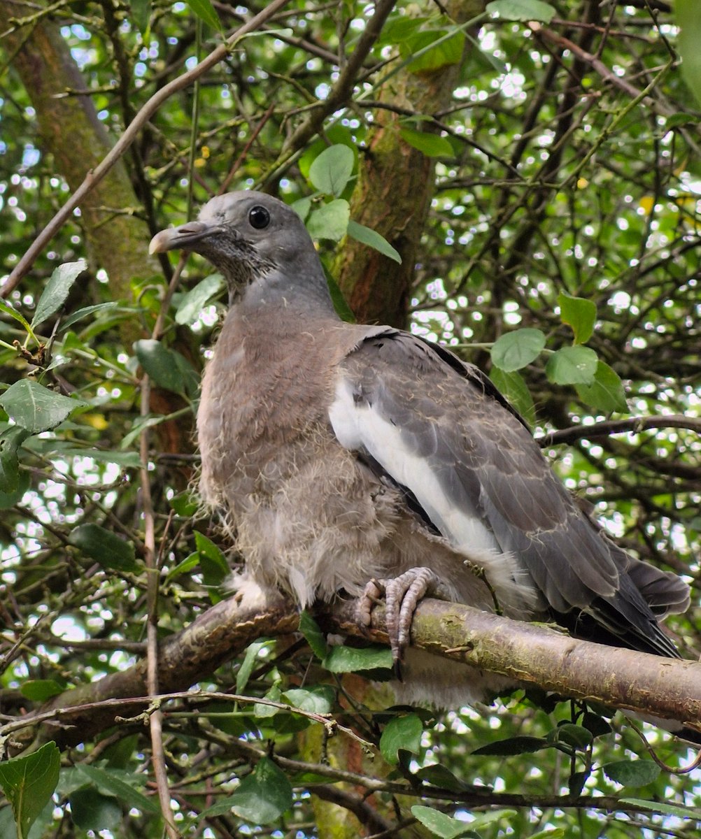 AdeysAlthorp's tweet image. Young woodpigeon (squab) in Althorp's arboretum today.
I find them a little strange looking, in a nice way.
They typically leave the 'twig' nest after two weeks but still have to learn how to fly whilst being fed by both parents.
Conservation@althorp.com #Spencerestates