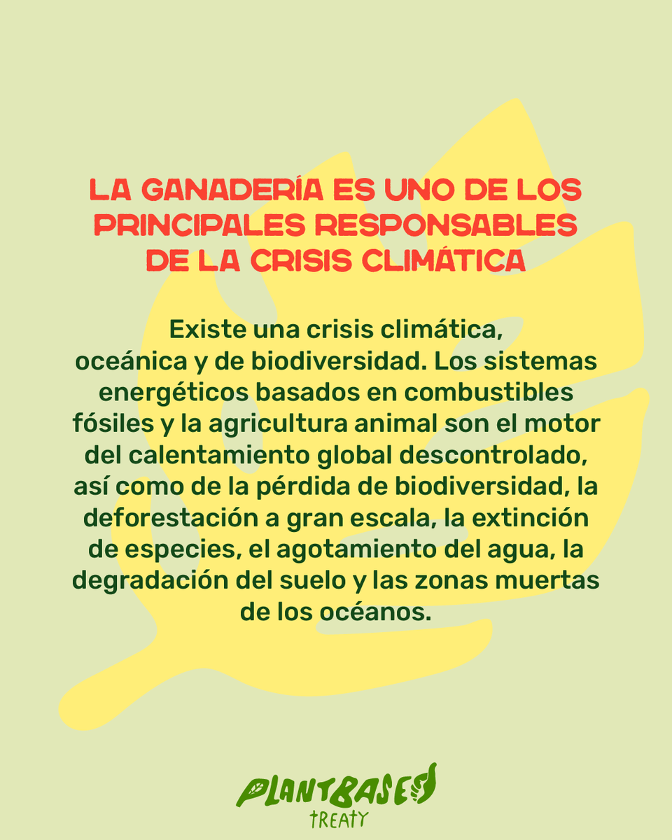 abppuebla's tweet photo. La agricultura animal es una de las mayores responsables de la crisis climática.
🔥 Emisiones de metano y óxido nitroso
🌳 Deforestación
💧 Agotamiento del agua
🐟 Zonas muertas en océanos
Y sin embargo… casi nadie habla de ello. https://t.co/aHRm5VmQWv