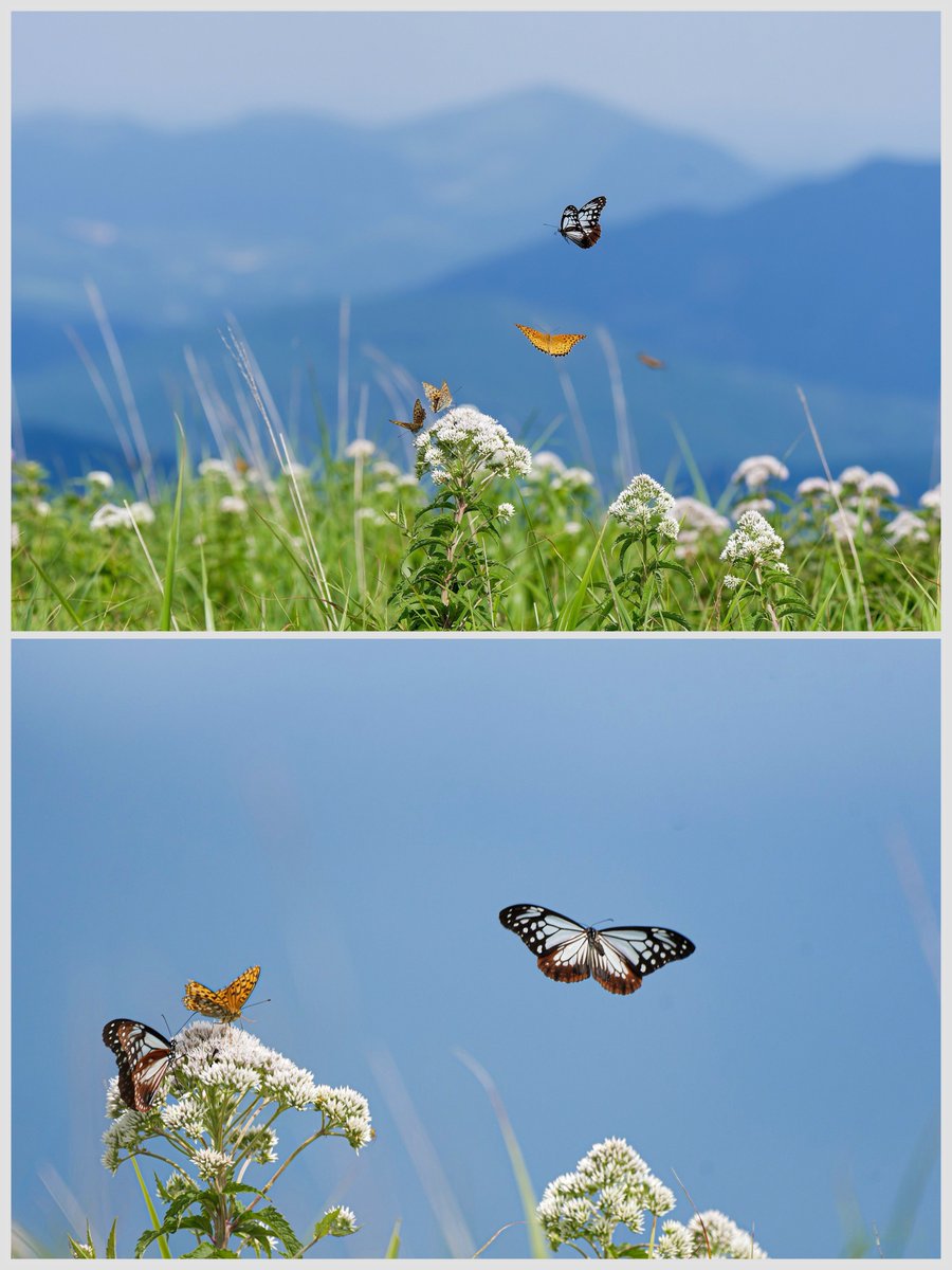 MK823512112115's tweet image. おはようございます^ ^
風景画で🦋
山頂のアサギマダラを撮るのが好きで山に行きますが
そんなに数はいないんですよね😅
この日は3頭でした🦋
それでも撮ってるのは楽しいです🦋