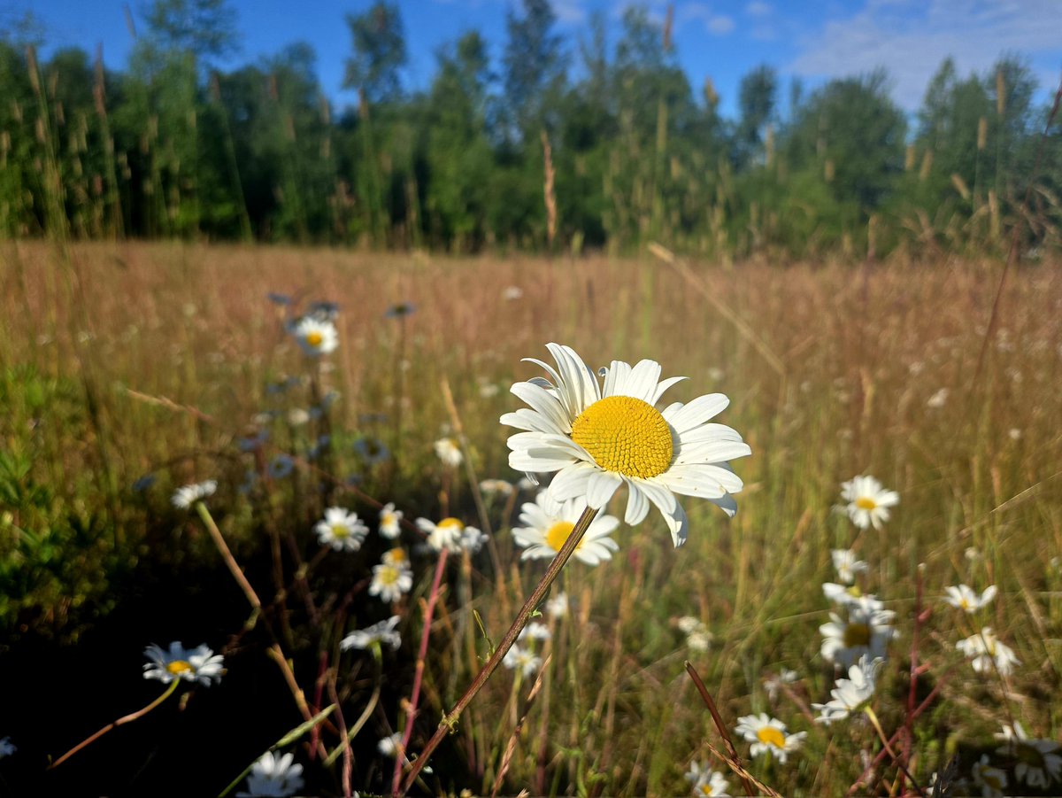 Simply_Rick_'s tweet image. In today's natural art gallery:
The mind blooms through awareness.