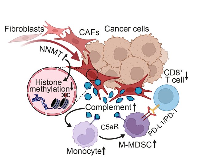 New in <a href="/Nature/">nature</a> from our lab: We’ve discovered a first-of-its-kind NNMT inhibitor that reprograms cancer-associated fibroblasts and restores immune response in ovarian cancer—a major step toward more effective therapies. <a href="/ErnstLengyel/">Ernst Lengyel</a> @JannaHeide

nature.com/articles/s4158…