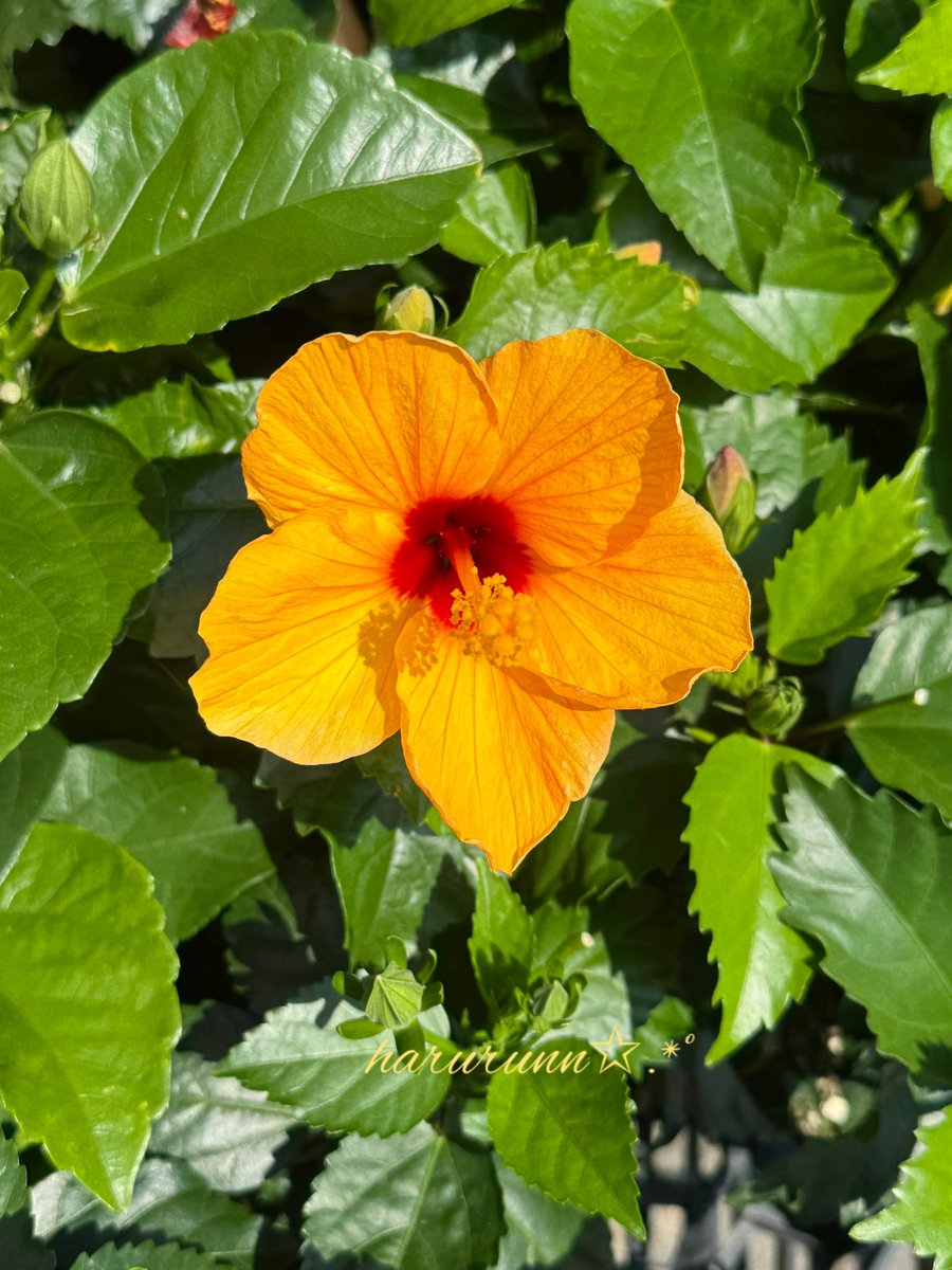 プロフ必読願います