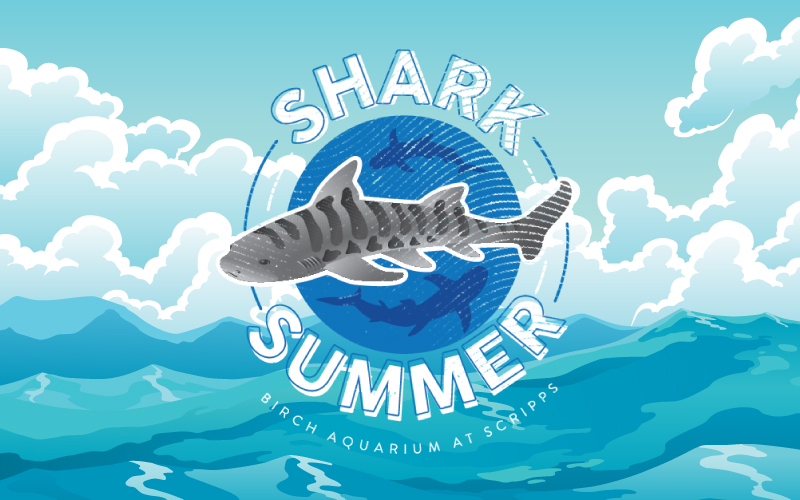 Scripps_Ocean's tweet image. 🦈 For our shark fin-atics, Birch Aquarium at Scripps is ensuring the shark stoke extends past this week. Head over to the aquarium for Shark Summer now through August 10 to celebrate sharks’ vital role in our ecosystem with:
Learn more below!
aquarium.ucsd.edu/events/shark-s…