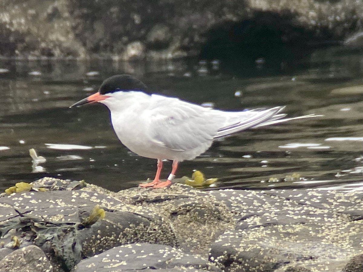 WhitleyBirder's tweet image. Top afternoon on the North Tyneside coast, starting with my first Roseate Terns of the year at Tynemouth on the rising tide, followed by a Little Tern feeding between the piers (never an easy species to connect with locally) and ended with the cracking adult Curlew Sand at SMI.