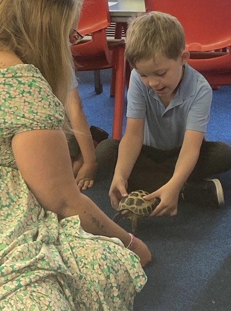 thingwallprima1's tweet image. 💙💛 Y2 had a surprise visitor this last week. Ms Durn brought Zeus into school for a visit-he’s a Russian Tortoise. Zeus was very friendly and well behaved. Y2 were calm and respectful around him and Ms Durn was asked all sorts of questions about his care! @OakTreesMAT 💛💙